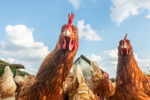emi-deboner-poultry-deboning-machine